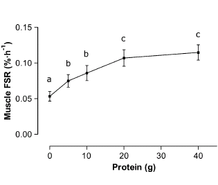 График показывающий синтез белка в мышцах в зависимости от порции