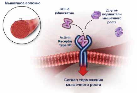 Механизм действия миостатина - Бодибилдинг