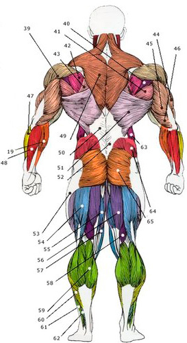 Анатомия мышц тела